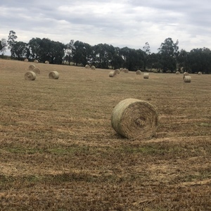 Oaten/Pasture Hay 5x4 Round Bales