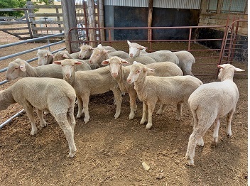 MERINO x SUFFOLK EWE LAMBS X 15 - EWE LAMBS BREEDING SHEEP NOVEMBER SHORN 