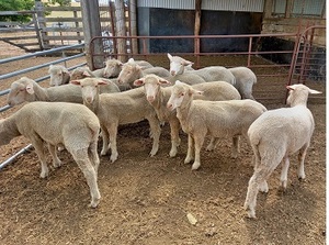MERINO x SUFFOLK EWE LAMBS X 15 - EWE LAMBS BREEDING SHEEP NOVEMBER SHORN 