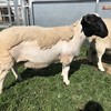 PUREBRED DORPER RAMS