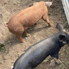 Duroc/Berkshire spit pigs (4 x left)
