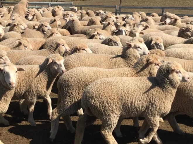 250 White Suffolk/Merino Cross Ewe Lambs
