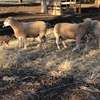 3 x Pole Dorset Rams For Sale - sold as one lot