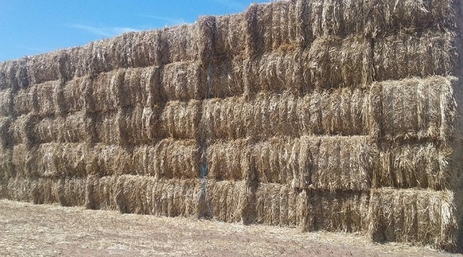 Windrowed Wheaten Straw 8x4x3