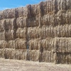 Windrowed Wheaten Straw 8x4x3
