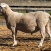 Under Auction - Lot 21 Highlander Ram 190007 (DLE Ram Auction A100 - 10th Sept via Auctionsplus) 