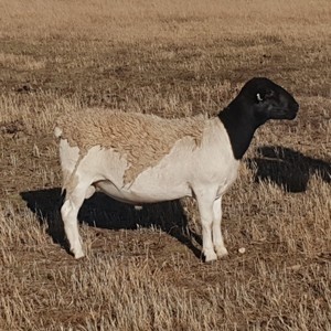 Dorper Ram KP Thorn