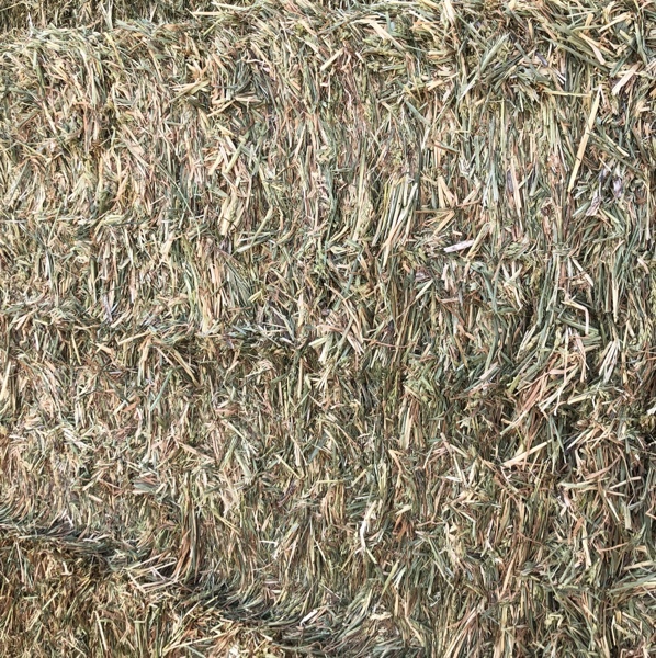 Wheaten Hay shedded 8x4x3