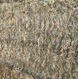 Wheaten Hay shedded 8x4x3