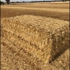 200mt Oaten Straw 500kg 8x4x3 Bales