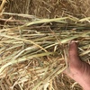 300 Oaten Hay - Round Bales 5'x4' 