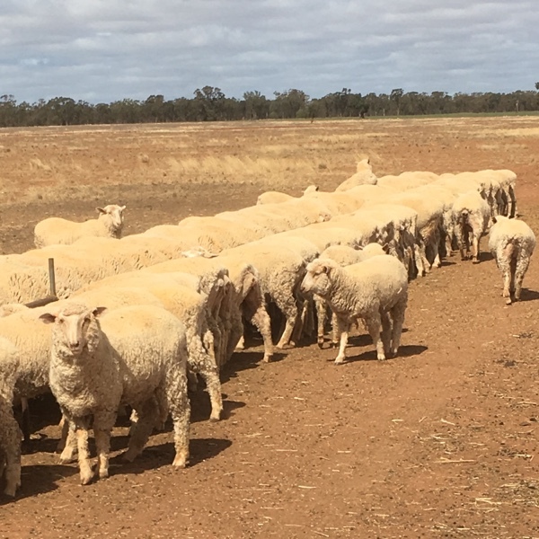 First Cross Ewes for sale