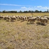 160 Prime line Maternal Ewes 18-19 months old