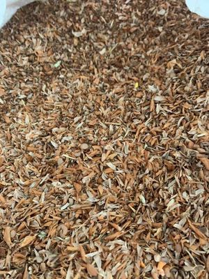 Lentils Stockfeed
