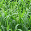 Shirohie Millet 2021 crop