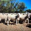 First Cross Ewe Lambs