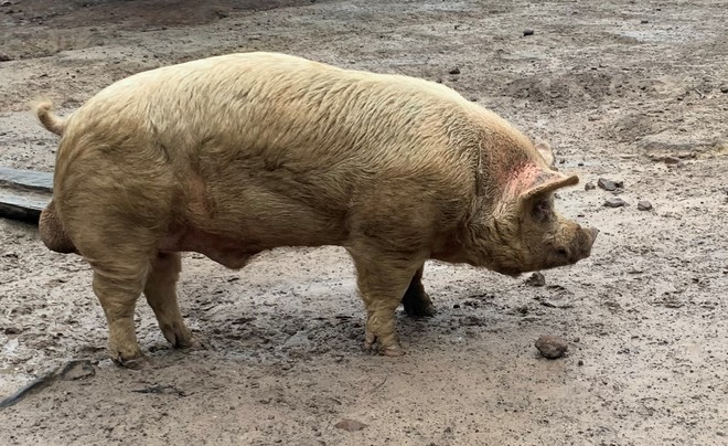 FREE Large White Boar