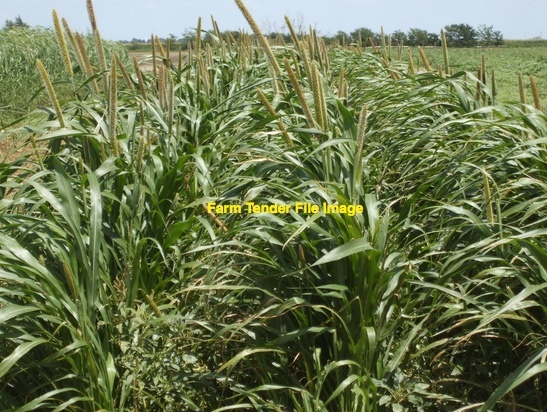 55 x USDA NOP Certified Organic Millet Hay 4x4 Bale