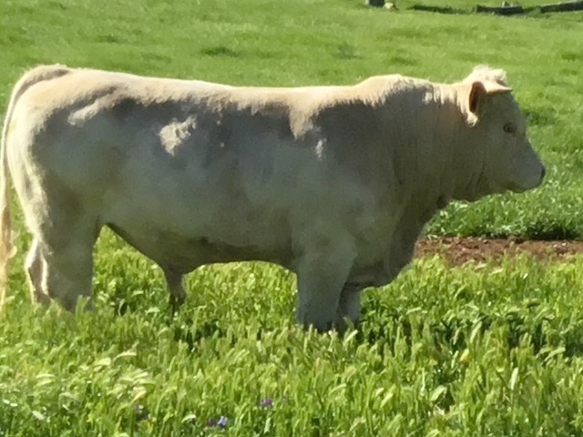 Purebred French Charolais 