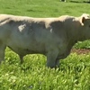 Purebred French Charolais 