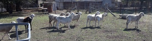 Ewes for Sale