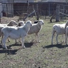 Ewes for Sale