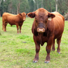 Red Composite PARINGA Stabilizer Bull for Rental or Sale 