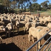 194 Merino Ewes with 124 Lambs