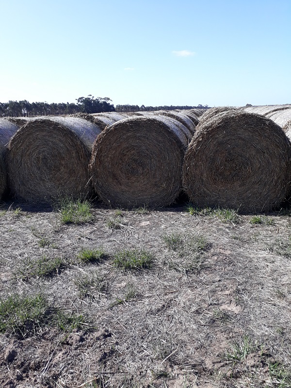  Oaten hay for sale 100 - 5x4 rolls. 2019 season - Sold Per Bale
