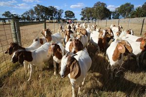 Full Blood Boer - from weaner to 4yo