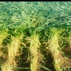 50mt Wheat Seed Awnless Forage Grazing /Grain 