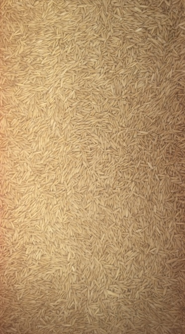 Oats ( Hay ) x 21 m/t Graded & Cleaned 