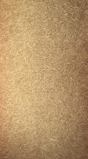 Oats ( Hay ) x 21 m/t Graded & Cleaned 