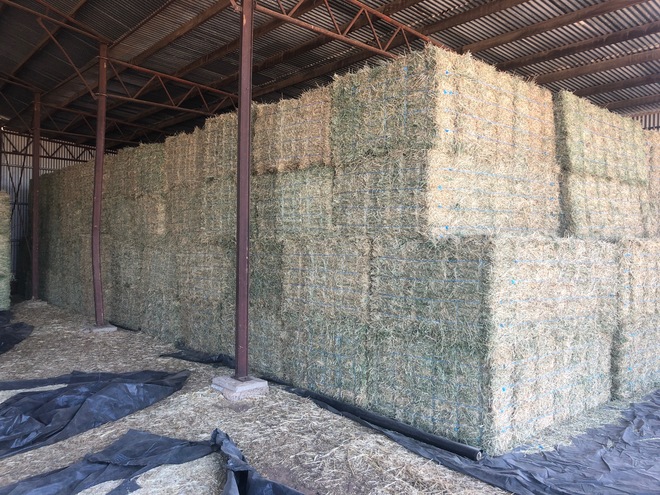 Irrigated Lucerne Small Squares in Baron Packs