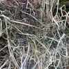 Rye/Sub clover hay