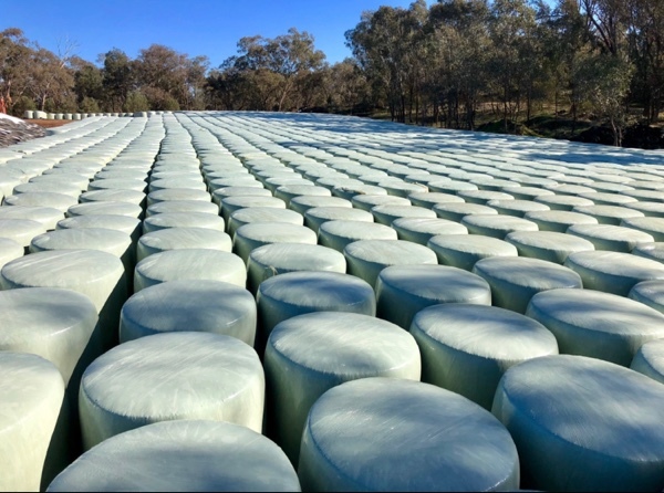 Precision Chopped Corn Silage 