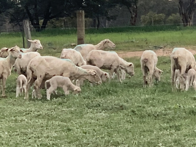 Merino ewes with LAF