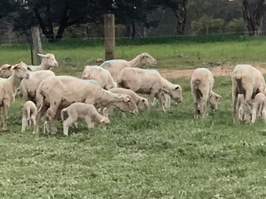 Merino ewes with LAF