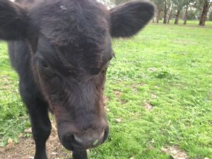 Friendly Pet Calf 