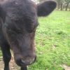 Friendly Pet Calf 
