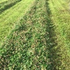 Clover Hay Small Squares in Barron Packs