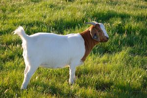 HEALTHY LIVE Boer Goat FOR SALE.