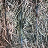 220mt Wheaten Hay 650-680kg 8x4x3 Bales (New Season)