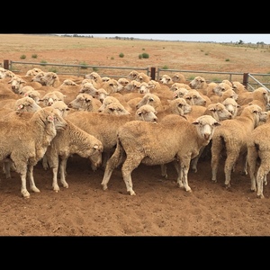 Merino Ewes