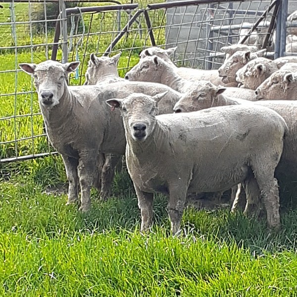 Southdown Rams x 8