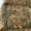 Barley Hay 670kg 8x4x3 Bales