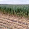 Oaten Hay (IRRIGATED) 4X4 Round Bales