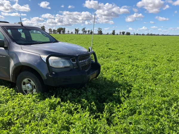 Vetch agistment EOI