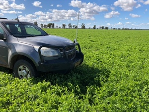 Vetch agistment EOI