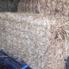 100 x Oaten Hay 8x4x3 Square Bales